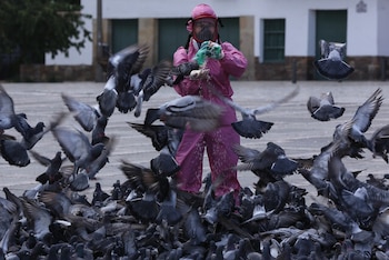 Más de 50 palomas aparecieron muertas en Bosa, en el sur de Bogotá, y las autoridades investigan un posible envenenamiento - crédito Colprensa