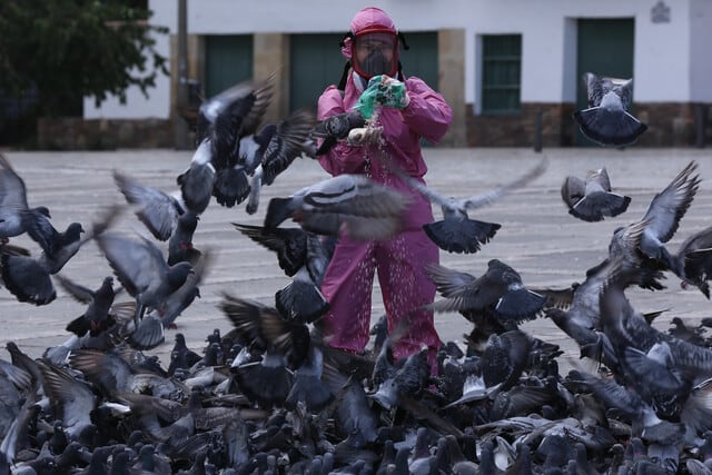 Más de 50 palomas aparecieron muertas en Bosa, en el sur de Bogotá, y las autoridades investigan un posible envenenamiento - crédito Colprensa
