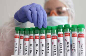 Múltiples organizaciones emitieron recomendaciones para reducirl la probabilidad de que las aves de compañía contraigan gripe aviar. (REUTERS/Dado Ruvic/Illustration/File Photo)