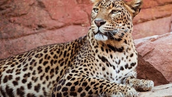 165 especies de aves, 30 leopardos y más de 500.000 plantas: Arabia Saudita y el programa para salvar su fauna