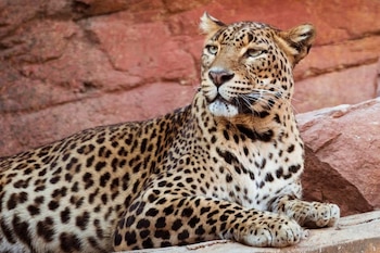 Un leopardo africano de pelaje beige con manchas negras recostado sobre rocas rojizas con textura, mirando hacia la derecha de la imagen