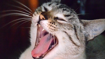Por qué tu gato no deja de maullar por la noche, según expertos veterinarios: “El truco está en identificar la causa”