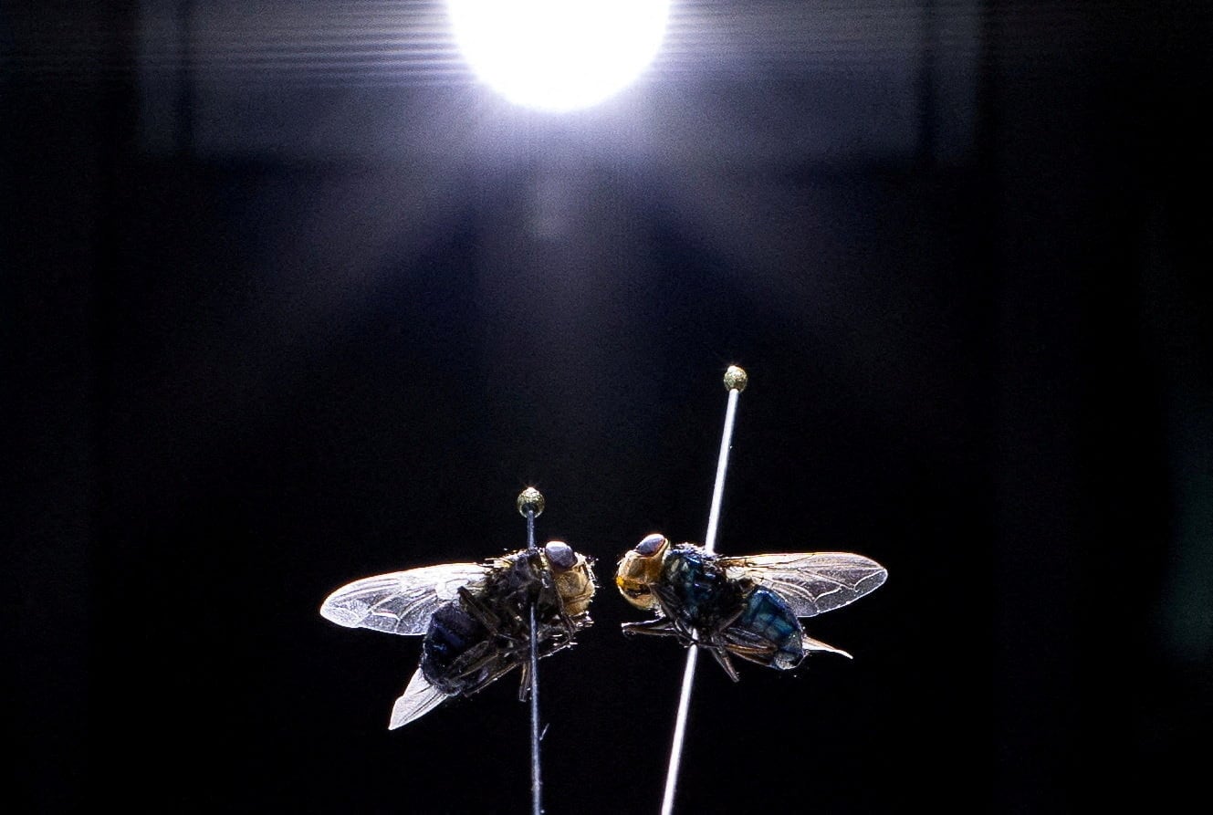 La mosca barrenadora del Nuevo Mundo son un problema recurrente en la ganaderíaa. (Foto: REUTERS/Kaylee Greenlee/File Photo)