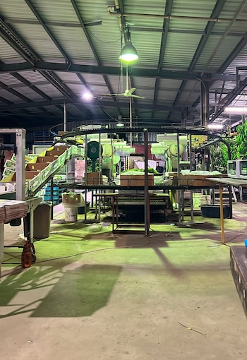 La granja de bananas