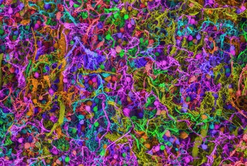 Las neuronas del cerebro se reparten la tarea de construir diferentes aspectos del lenguaje (Ted Kinsman/Science Photo Library)