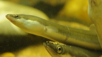 Cantabria rechaza incluir la anguila