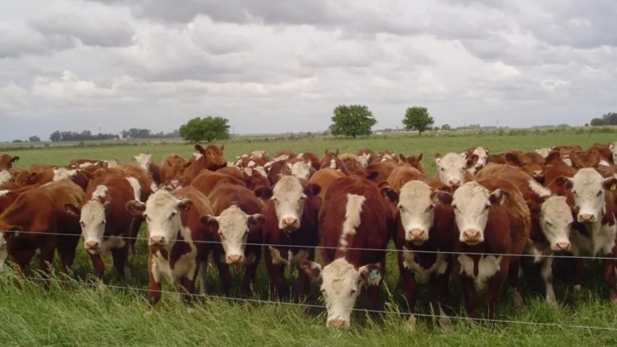 Vacuna marcadora del Herpesvirus: un hito internacional en salud bovina