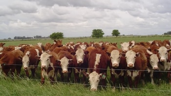 Festucosis: cuando el calor del