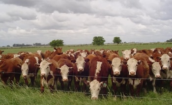 Manejar las pasturas de manera