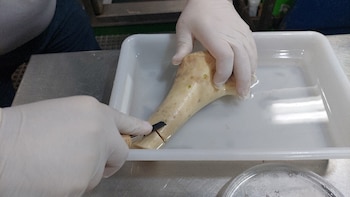 Unos científicos españoles descubren tres nuevas especies de gusanos “devora huesos” en la península ibérica: son los “ingenieros ecológicos de los ecosistemas”