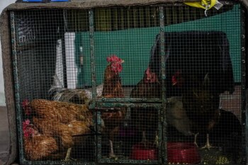 Chickens that were rescued from the eruption of the Cumbre Vieja volcano by Benawara Animal and Plant Protection Association are pictured, in Los Llanos de Aridane, on the Canary Island of La Palma, Spain, October 5, 2021. Picture taken October 5, 2021. REUTERS/Juan Medina