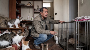 Un hombre de mediana edad agachado apunta a un gato junto a una jaula metálica, rodeado de varios gatos en una sala con estantes
