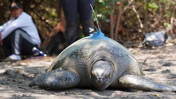 El Salvador impulsa el marcaje satelital de tortugas marinas para fortalecer la conservación