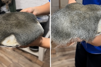 La tortilla de papa quedó completamente cubierta por una densa capa de moho tras permanecer cuatro días olvidada en el horno (TikTok)
