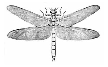 Ojos hipertrofiados y mandíbulas afiladas