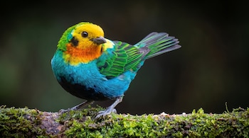 Un pájaro de cabeza amarilla, pecho naranja y cuerpo verde y azul se posa en una rama cubierta de musgo. El fondo está oscuro y desenfocado.