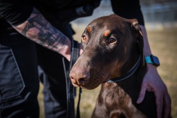 Northcutt decidió darle una segunda