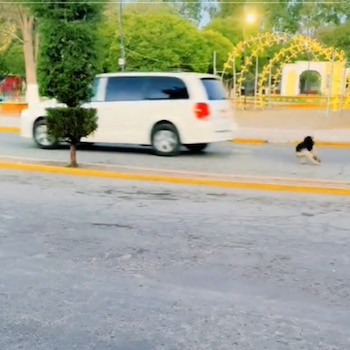 El perro se lanzó tras