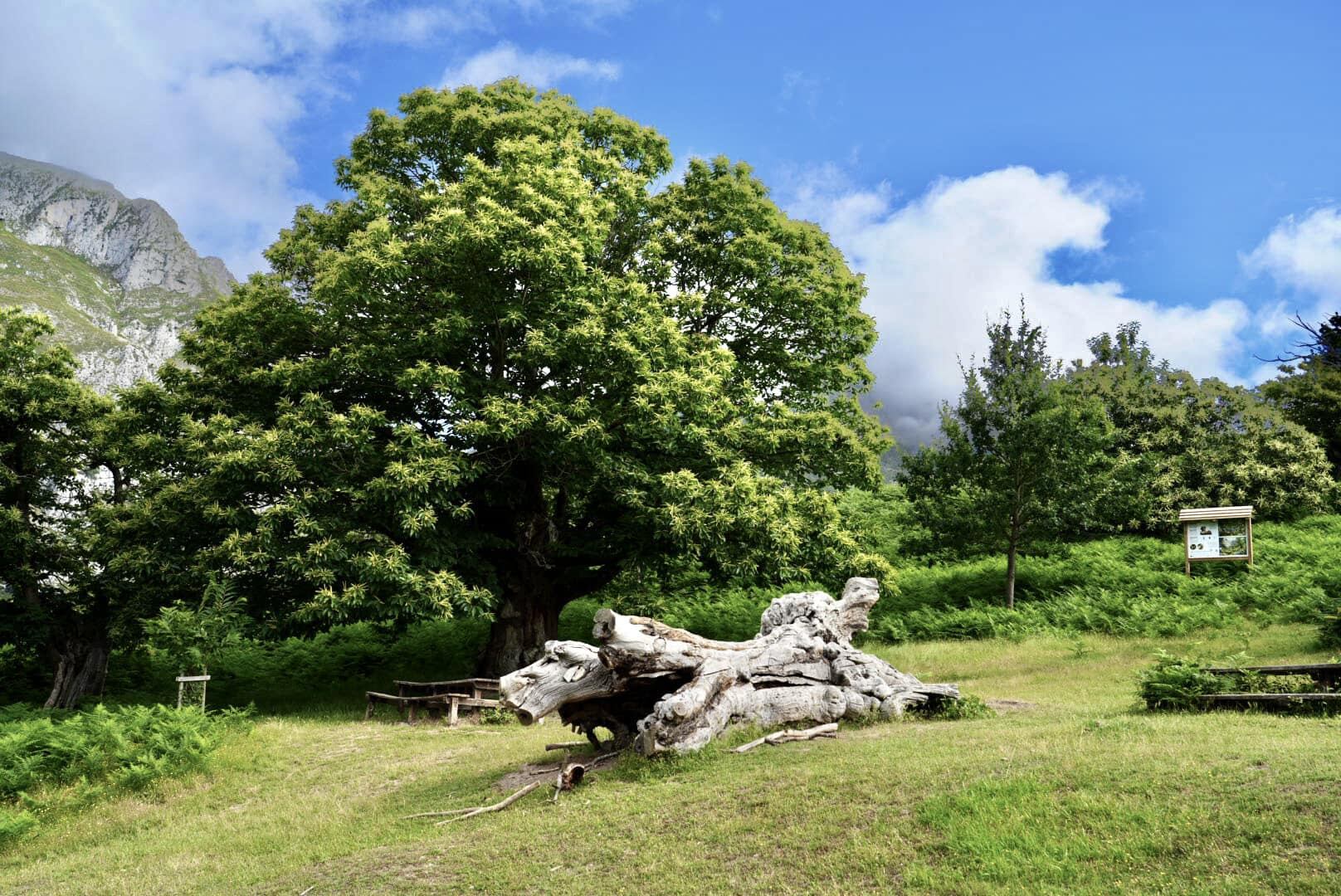 El Habario, Cantabria