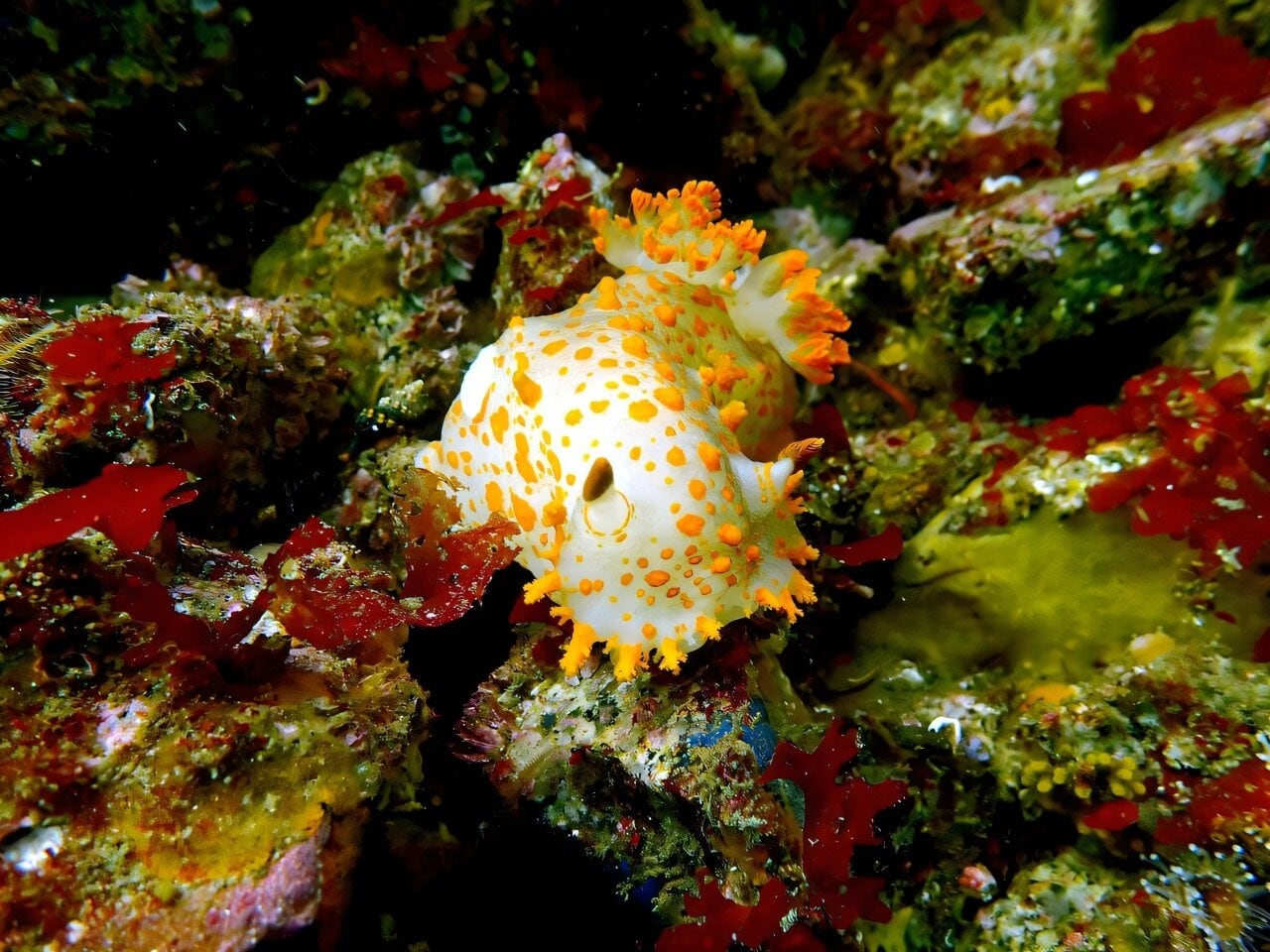 El calentamiento de los océanos podría reducir el tamaño corporal de la mayoría de los moluscos marinos hacia 2100, según un estudio sobre más de 23.000 especies (Universidad de Helsinki)