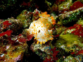 Nudibranquio blanco con puntos anaranjados sobre rocas cubiertas de algas rojas y verdes en el fondo marino