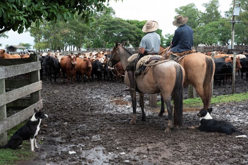 El agro, uno de los sectores más afectados por la caída del dólar en Uruguay (REUTERS/Martin Varela Umpierrez)