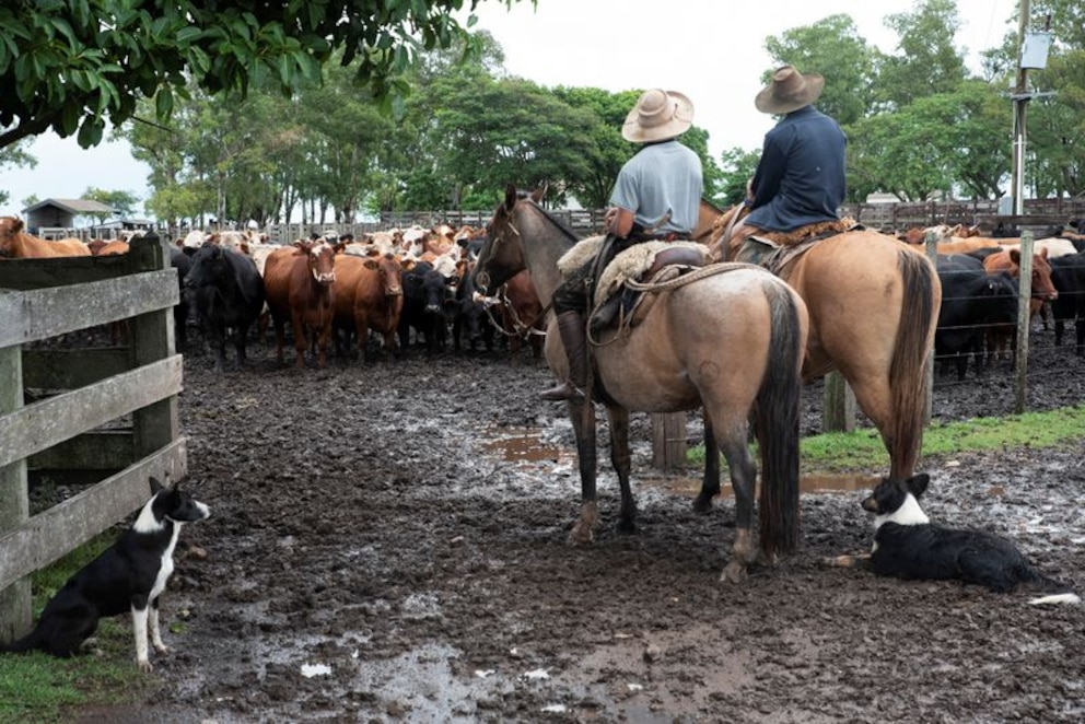 Uruguay implementa medidas para frenar la apreciación del peso y proteger la competitividad exportadora