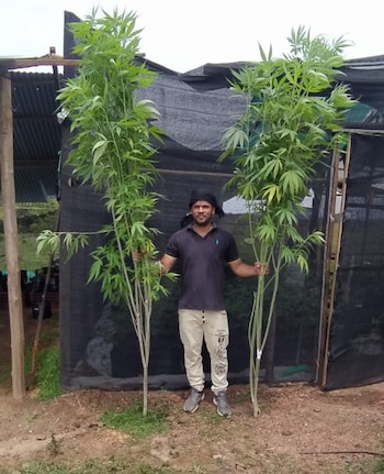 Carlos Álvarez, cultivador de cáñamo en Antioquia