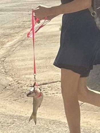 joven pasea a su pez