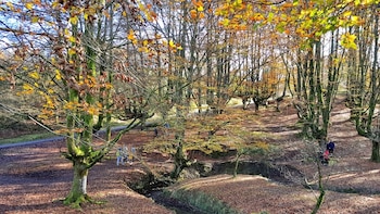 El bosque de cuento que se transforma en otoño: hayas centenarias, musgo y un río crean una estampa mágica en el País Vasco