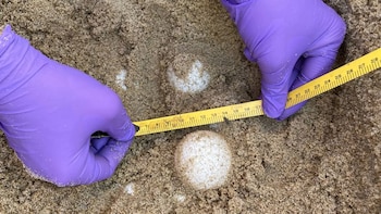 Primer nido de tortuga laúd registrado en Virginia marca un hito para la conservación marina