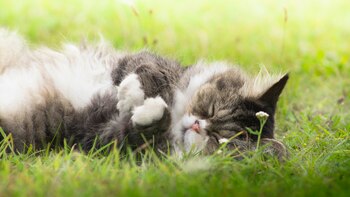 Un estudio nuevo publicado el