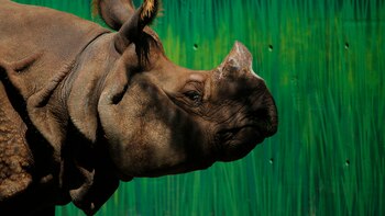 Dos rinocerontes indios encuentran hogar