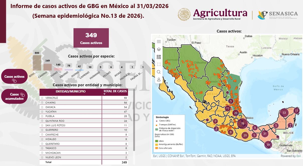 Los perros se enfrentan a un panorama preocupante ante el avance del gusano barrenador en México.