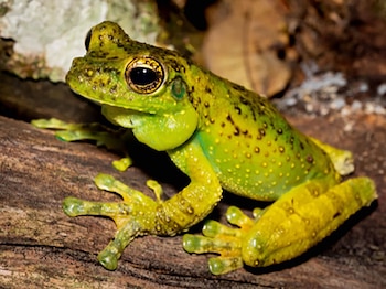 Primer plano de una rana verde con ojos grandes y piel rugosa, sentada sobre un tronco de madera oscura