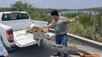 Tres saurios fueron devueltos a