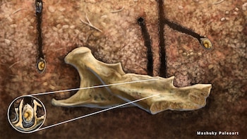 Abejas prehistóricas convirtieron huesos milenarios