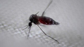 Un arzobispo brasileño pide luchar