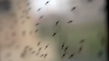 Preocupación por brote de malaria