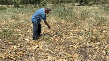 ONU advierte que la sequía mantiene en riesgo la seguridad alimentaria de Honduras