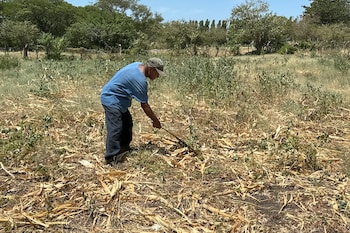 En el sur de Honduras claman por lluvias en septiembre para salvar última cosecha del año