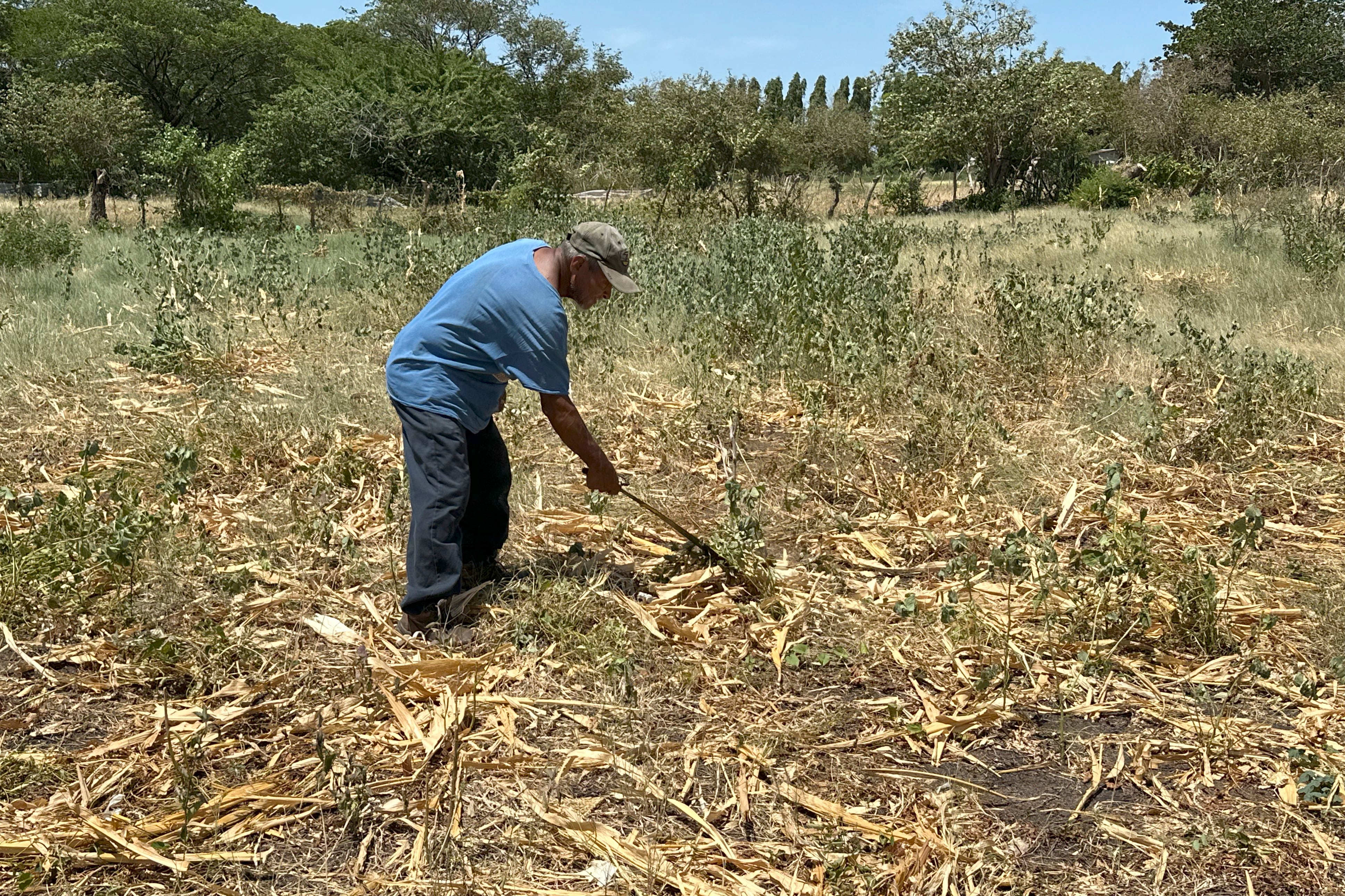 Sandoval destacó que algunos ganaderos están sufriendo pérdidas porque sus reses han bajado de peso y la producción de leche no mejora. (Infobae Centroamérica/ EFE/ Germán Reyes)