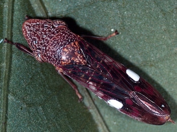 Insecto francotirador de alas cristalinas con cuerpo marrón rojizo punteado y alas oscuras con manchas blancas, sobre una hoja verde