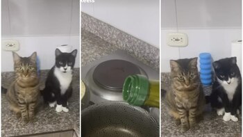 Video de colombiano enseñándole a cocinar a sus gatos se hizo viral en redes sociales