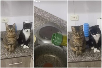 El video ya cuenta con más de 90.000 'me gusta' y 33.000 'compartidas'- crédito Instagram @pipe_moro