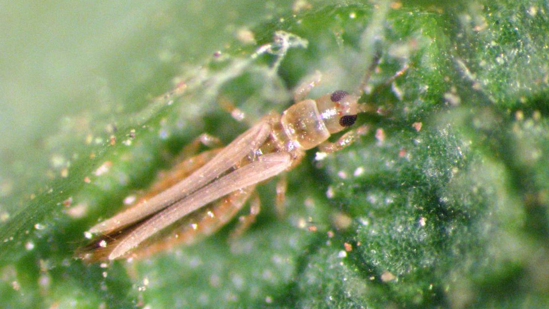 Los tisanópteros se alimentan de plantas y flores. Pueden ser plaga, según el tipo de especie