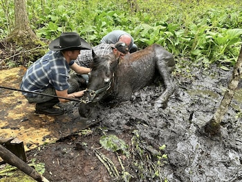 Dentro del lodo se hundieron y no pudieron salir. (Facebook/Jeanna Prink).
Caballos, animales, mascotas, rescate animal, lodo, Connecticut, Estados Unidos, equinos