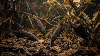 Varios peces de color oscuro nadan y exploran un fondo acuático cubierto de hojas secas, lodo y ramas sumergidas.