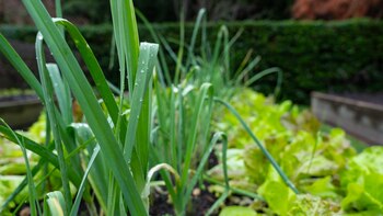 El clima invernal favorece el
