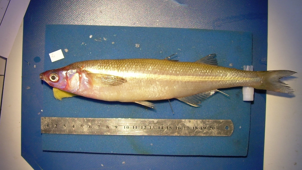 El pejerrey bonaerense, entre la pesca deportiva y un futuro de acuicultura sustentable